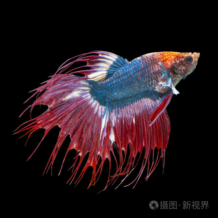 暹罗斗鱼斗鱼
