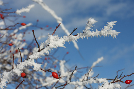 冰冻的玫瑰臀部覆盖着雪和蓝色的冬日天空