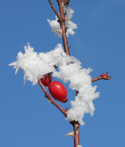 冰冻的玫瑰臀部覆盖着雪和蓝色的冬日天空