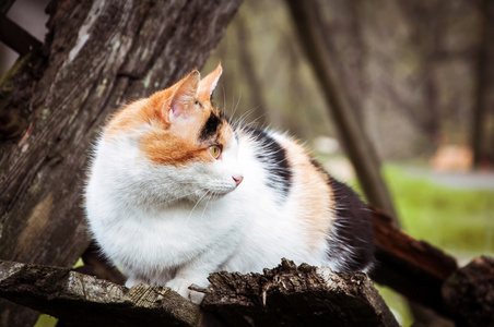 坐在公园里的三。眼睛绿色的猫, 白色, 棕色和黑色条