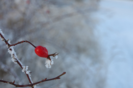 被雪覆盖的冷冻玫瑰臀部