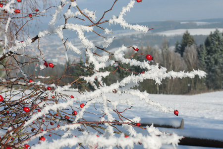 冰冻的玫瑰臀部覆盖着雪和冬天的风景
