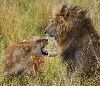 狮和母狮的战斗