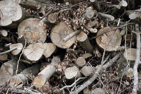 堆的干柴用树枝和树叶