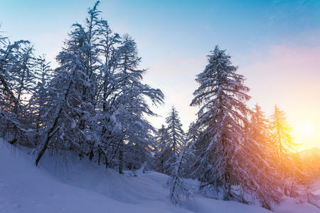 在冬季森林在斯洛文尼亚 Jluia 阿尔卑斯山美丽的日落