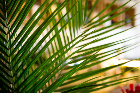 温室植物叶子