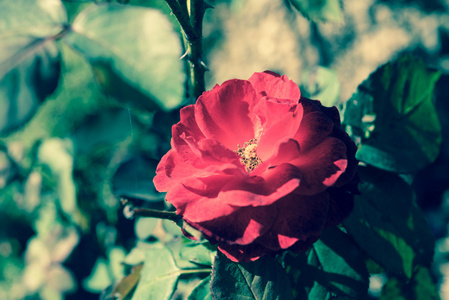 粉色玫瑰花园里的花