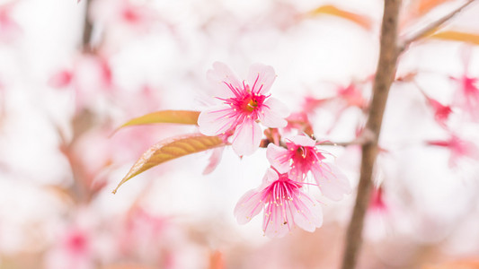 樱花花正在盛开的花朵，在泰国清迈