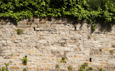 老石墙与植被图片
