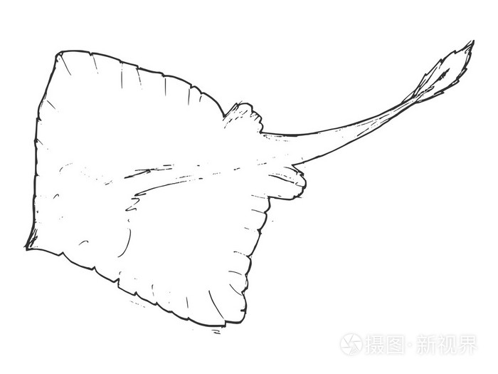 手绘 grunge,蝠鲼的素描图