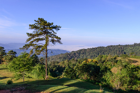 松树森林和山背景与蓝蓝的天空，在阳光灿烂的日子