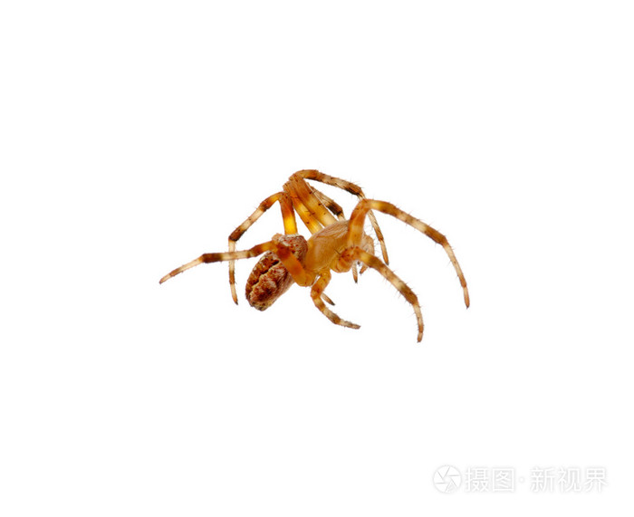 孤立在白色的蜘蛛