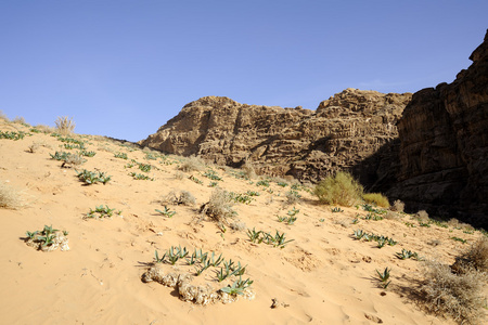 沙漠的沙子，Jordan 新鲜植物