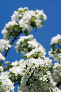 开着白花的苹果树春花
