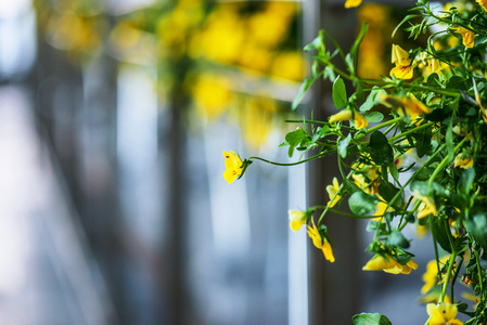 中提琴是开花植物属