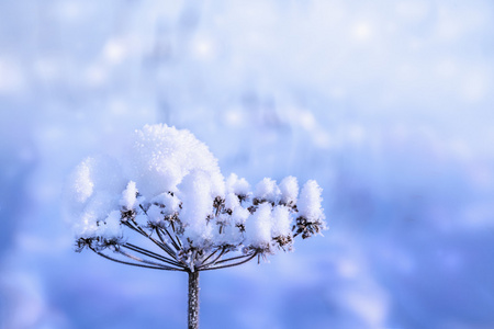 冬天干燥的树枝上的雪，背景模糊