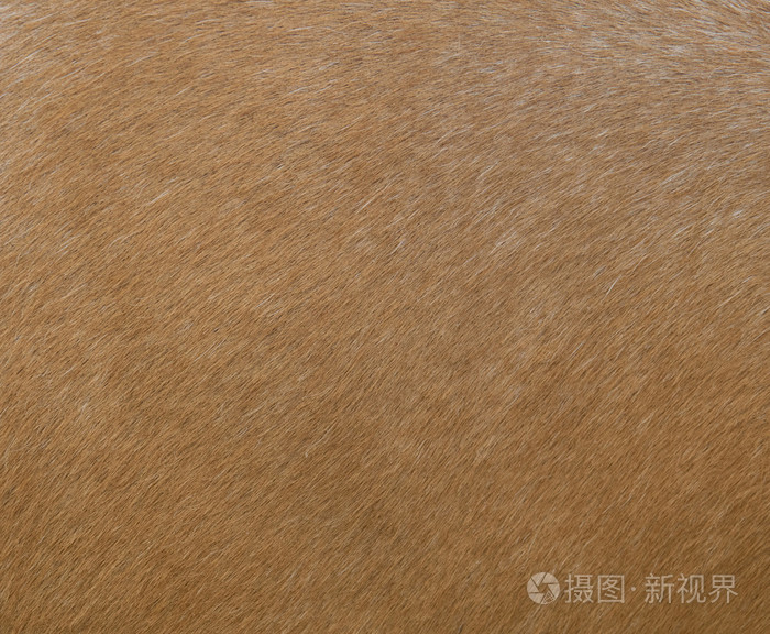 马毛皮关门