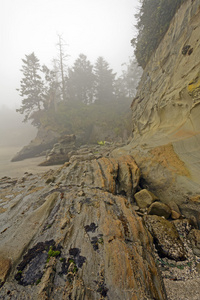 晨雾中低潮的沿海岩石图片