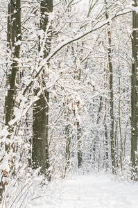 冬季森林覆盖着雪