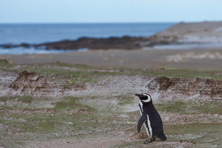 麦哲伦企鹅在福克兰群岛