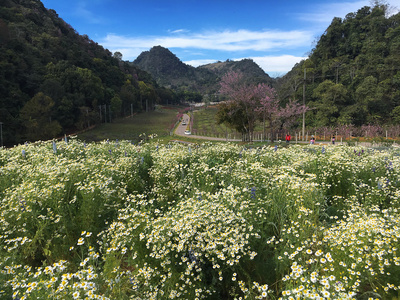 用鲜花山风景