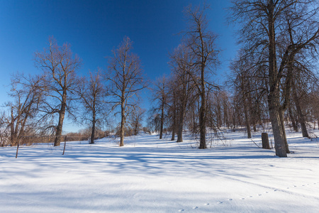 冬天公园与雪