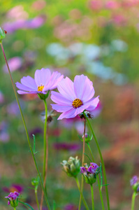 粉色波斯菊花卉