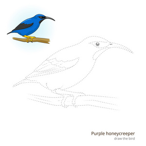 紫色 honeycreeper 绘制矢量