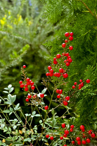 开花自然红色植物图片