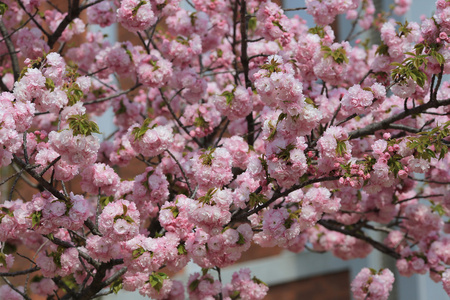 日本造币厂花园中的樱花