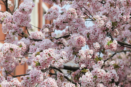 日本造币厂花园中的樱花