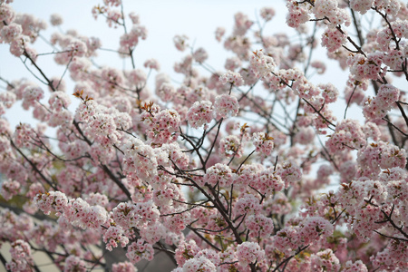 日本造币厂花园中的樱花