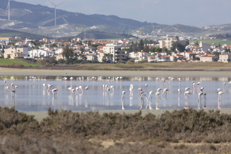 粉红和灰色的火烈鸟在塞浦路斯拉纳卡，咸水湖