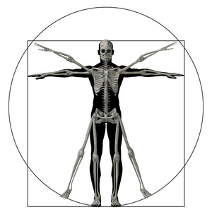 人类比例解剖图片