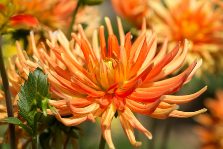 花园里的橙色大丽花花的特写图片
