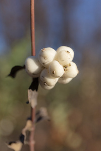 雪莓分支特写镜头