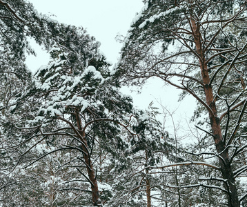 在雪中树木