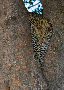 一豹一棵树上