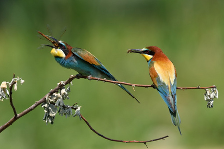 欧洲的食蜂鸟 Merops Apiaster 户外