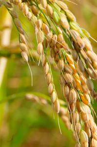 种植水稻的特写