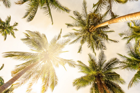 椰子棕榈树全景视图