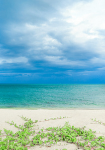 海滩和热带海