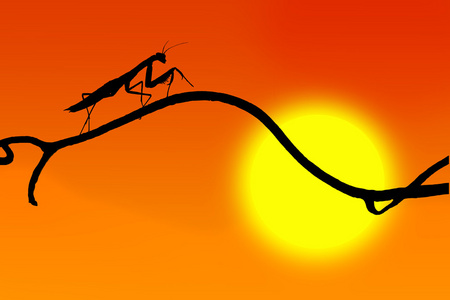 优雅的螳螂在细树枝上的太阳和红色的天空背景上的剪影