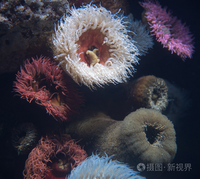 海葵