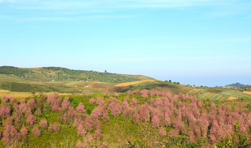 泰国的樱花或在富 Lom 罗湖山杏樱野