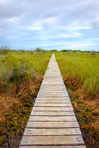 在沼泽的贪婪草覆盖的木板桥图片