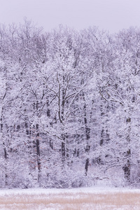 下雪的冬天，在森林里