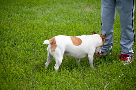 杰克罗素犬和棒球运动员