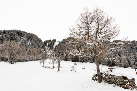 雪谷与松树