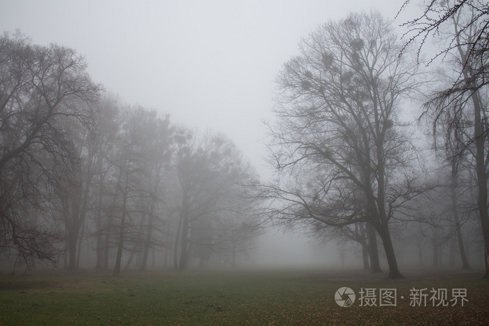在公园里的雾蒙蒙的冬日早晨